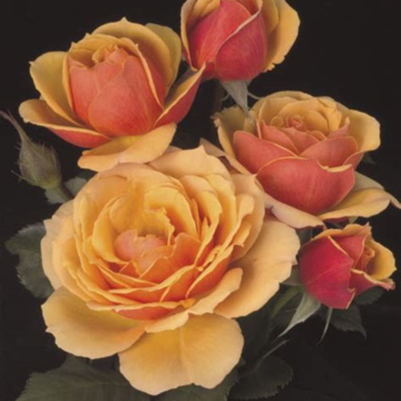 Meet your Posher, Asik - Picture 3 of 4